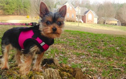 Yorkie cheap puppy collars